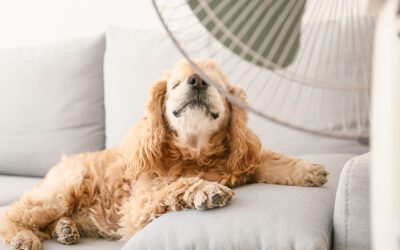 Limping Through The Summer With An Insufficient Air Conditioning System? Call A Heating And Air Conditioning Service | Cleveland, TN